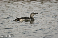 roodkeelduiker