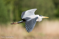 blauwe reiger