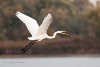 grote zilverreiger