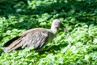 hadada ibis