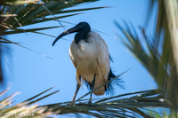 heilige ibis