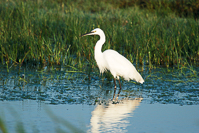 kleine zilverreiger