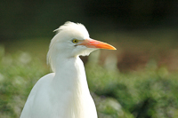 koereiger