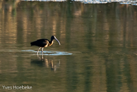 zwarte ibis