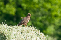 buizerd