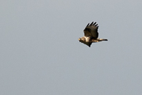 ruigpootbuizerd