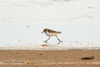 kleine strandloper