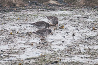 paarse strandloper