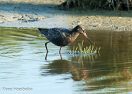 zwarte ruiter