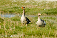 grauwe gans