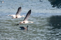 indische gans