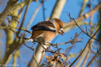 appelvink