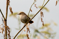 cetti's zanger