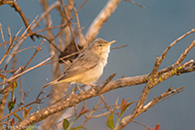 oostelijke vale spotvogel