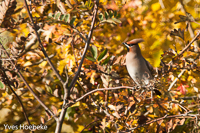 pestvogel