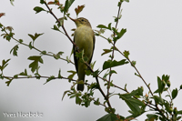 spotvogel