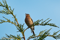 vink